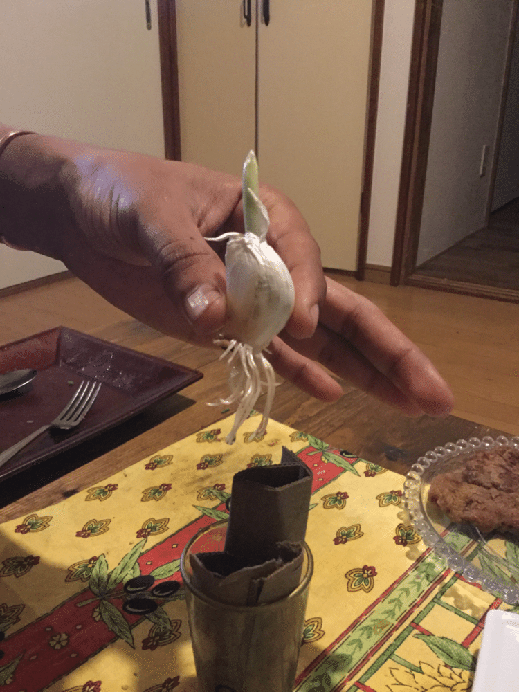 ニンニク1 根が生えていたので、水ではなく、ダンボールを水に浸し、それでカバーすると良いらしい