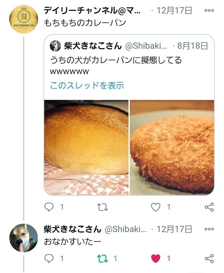 柴犬きなこさんとやり取りさせて頂いた話 デイリーチャンネル編集部 Note