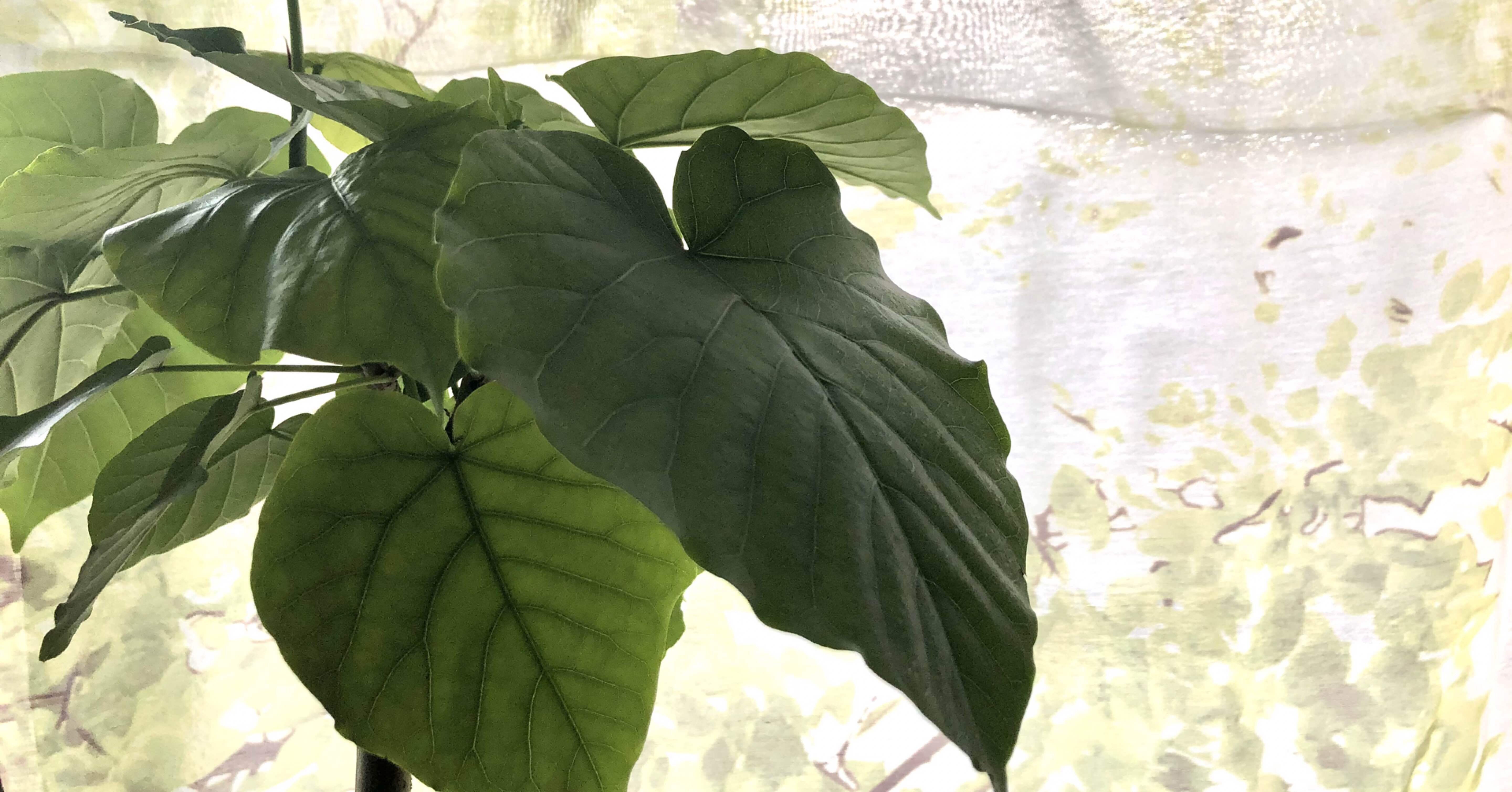 12 観葉植物への憧れ リュウビンタイとフィカスウンベラータ Kinaco Note