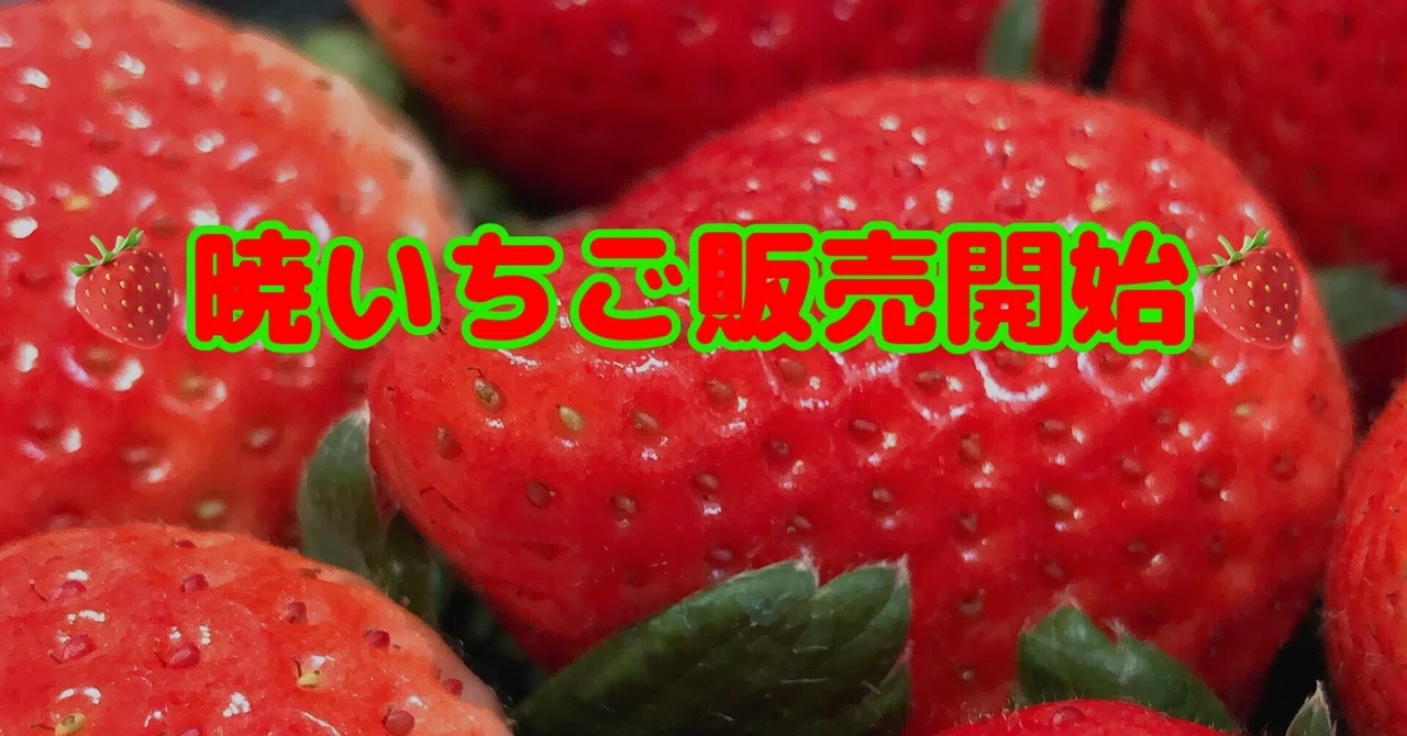 暁いちご農園 『あかつきいちご』ネット販売開始します！！｜農業 
