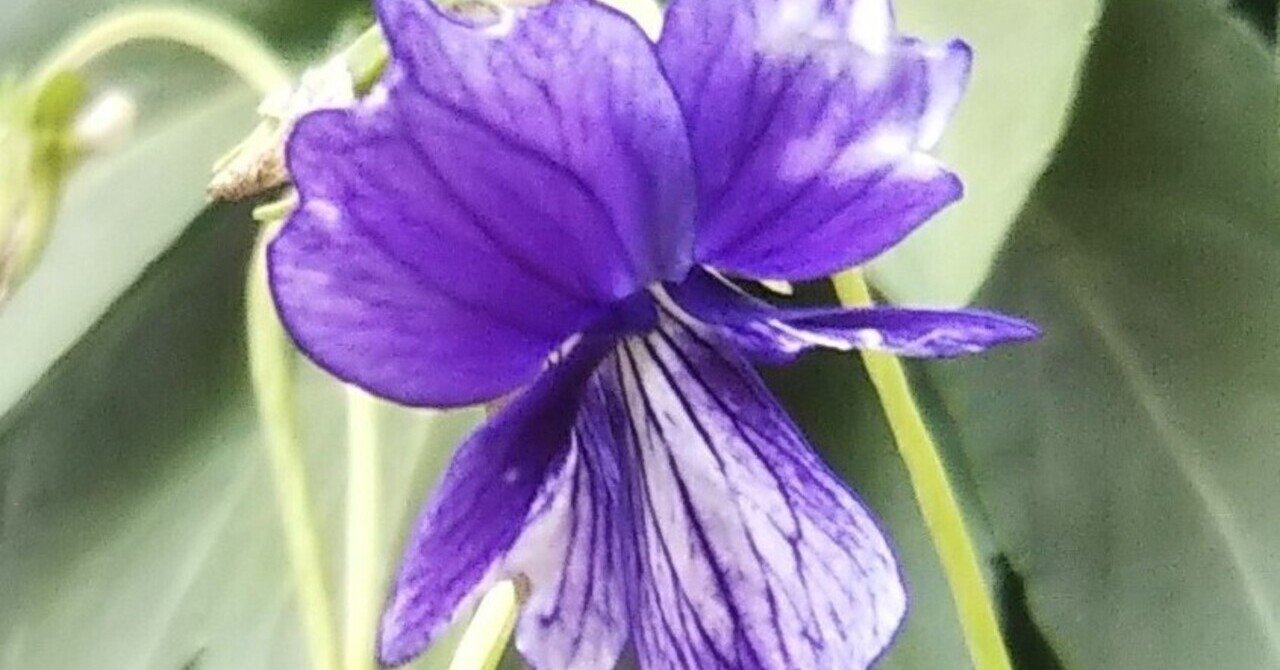 スミレ科 の新着タグ記事一覧 Note つくる つながる とどける