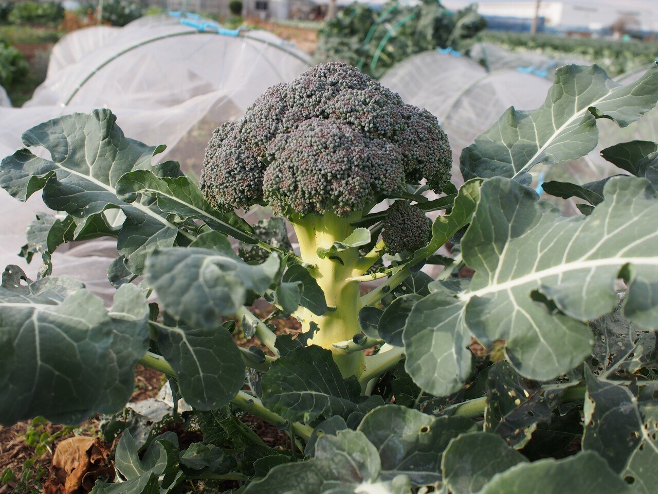 農園あれこれ1 ブロッコリーのわき芽 えと菜園コトモファーム Note 農園あれこれ1 ブロッコリーのわき芽 えと菜園コトモファーム Note