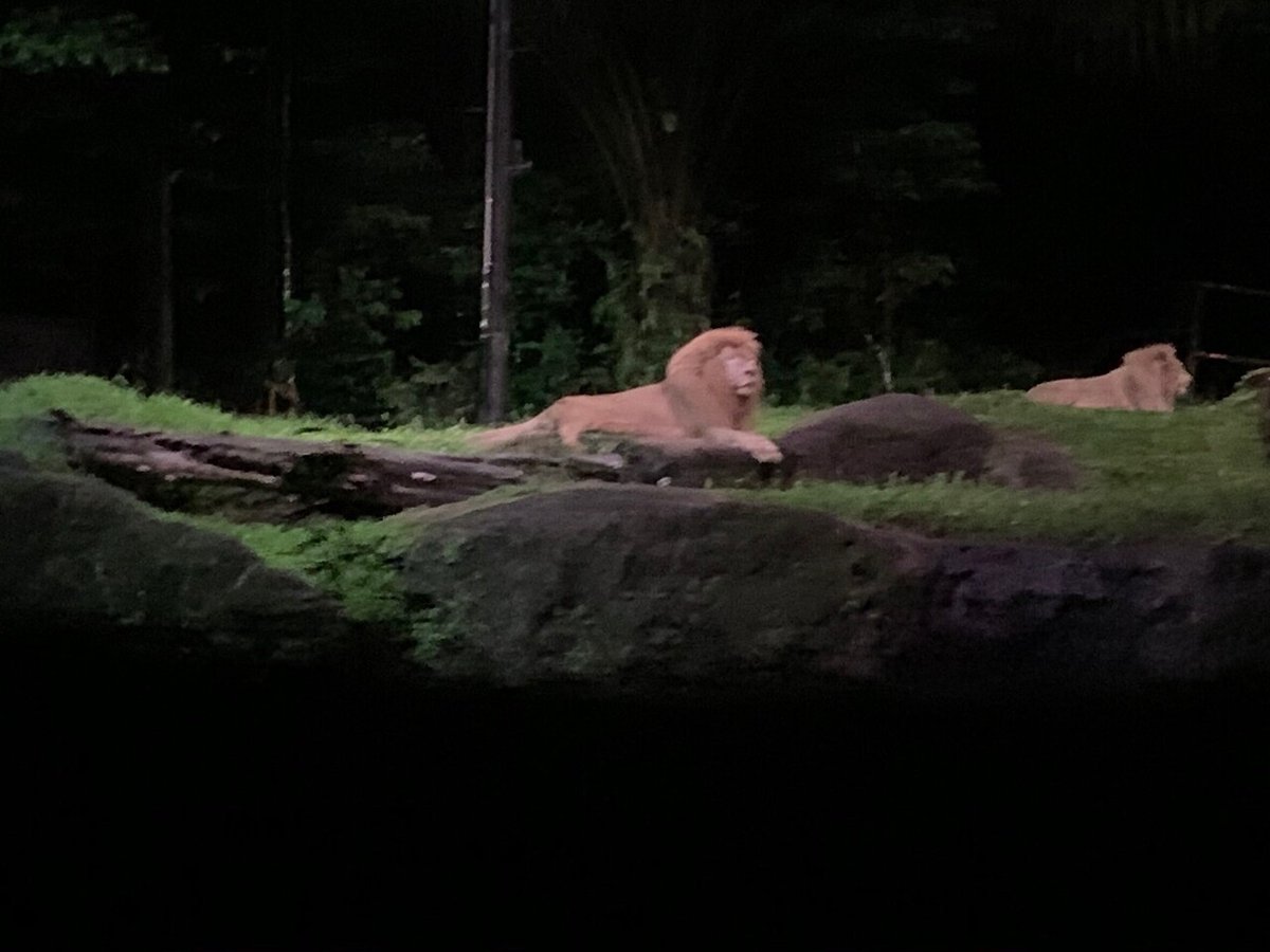 シンガポール　ナイトサファリライオン