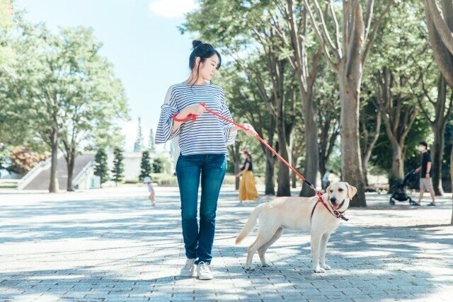 犬にリーダーとして認めてもらうコツ 犬の飼い主サポートのplam Note 犬にリーダーとして認めてもらうコツ 犬の飼い主サポートのplam Note