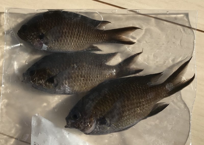 釣りをしていて考えたこと 佐藤秀峰 Note