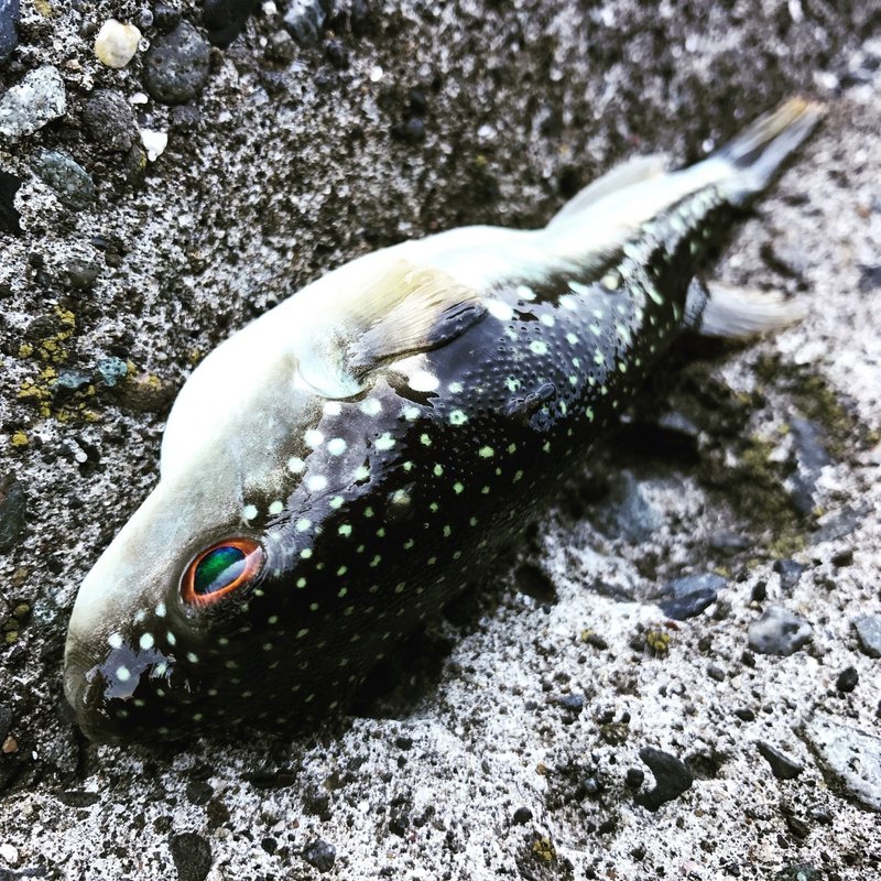 釣りをしていて考えたこと 佐藤秀峰 Note 釣りをしていて考えたこと 佐藤秀峰 Note