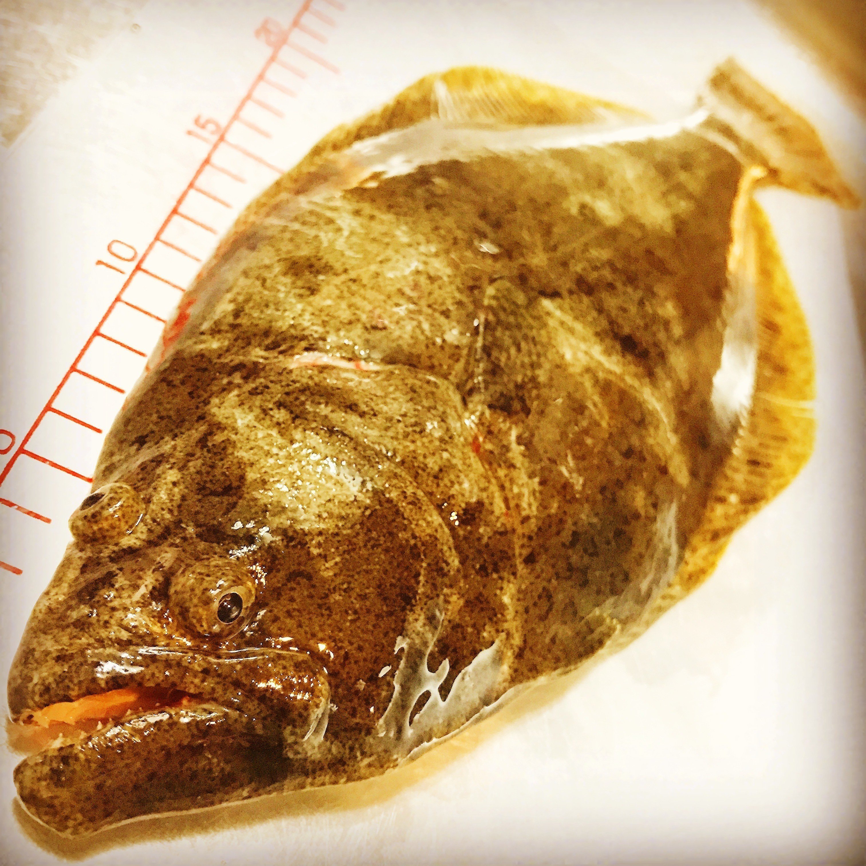 釣りをしていて考えたこと 佐藤秀峰 Note 釣りをしていて考えたこと 佐藤秀峰 Note