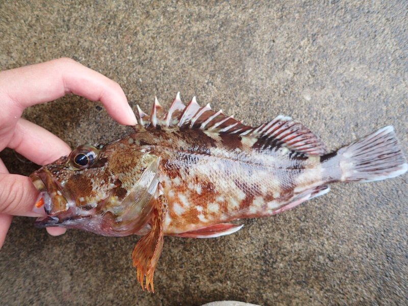 好きなお魚 釣り編 あぶく Note