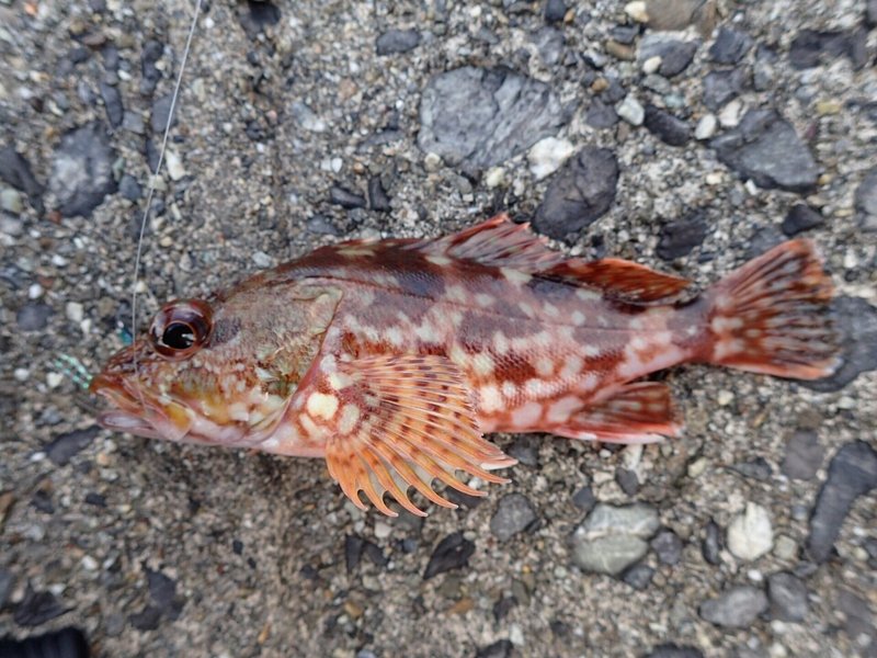 好きなお魚 釣り編 あぶく Note