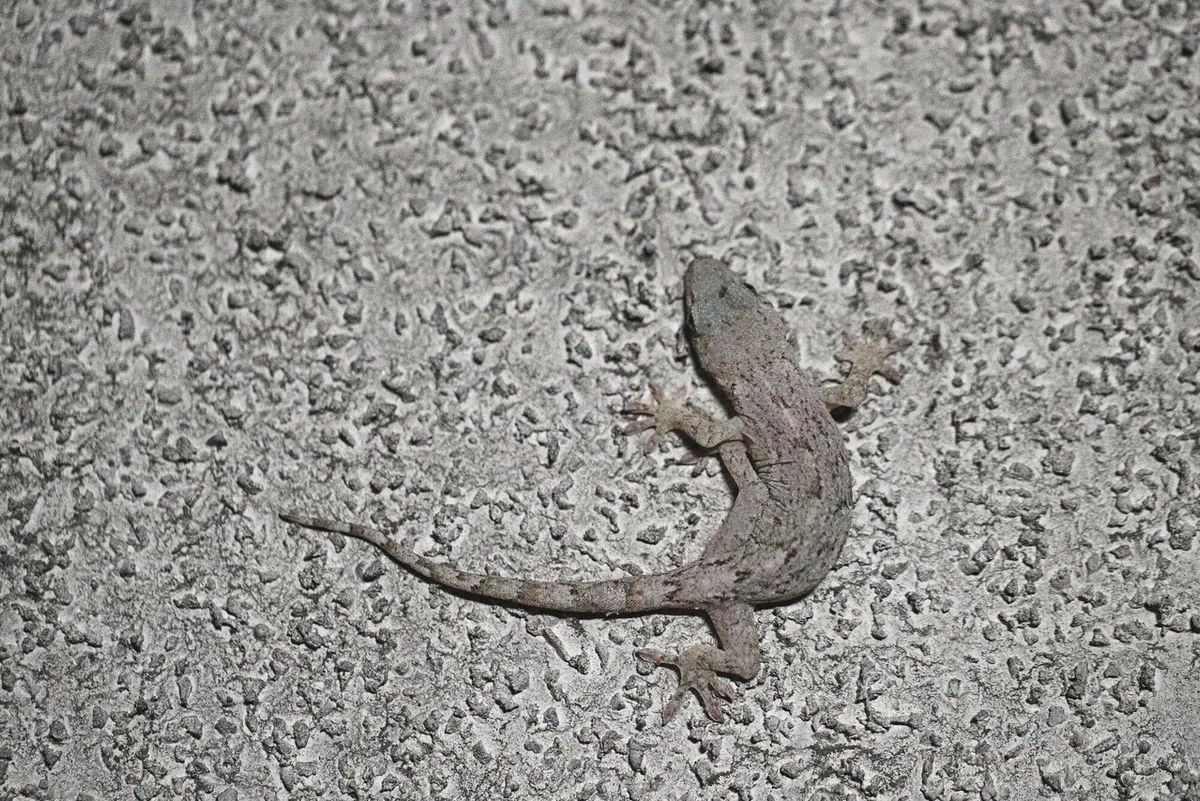 画像241