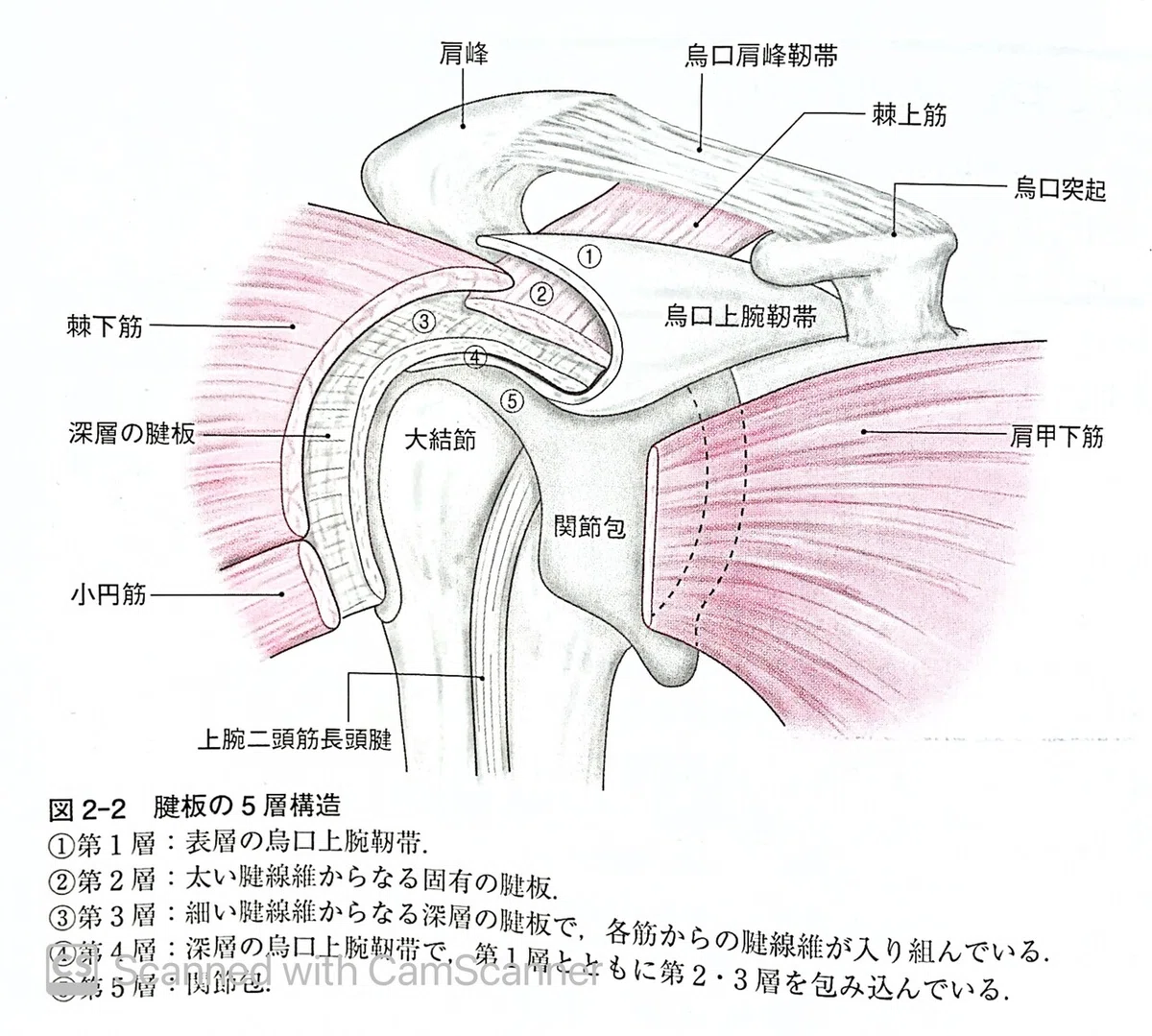 烏口突起骨折の治療と分類 _ 烏口突起骨折の治療と分類 について掘り下げる烏口突起骨折-その分類と発生機転- – KAMNO