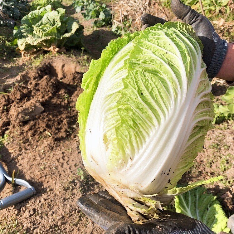 白菜の収穫 風の時代 遊んで暮らす 保育士のyako Note