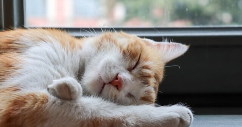 猫に人の鎮痛薬は危険 アセトアミノフェン中毒の怖さとは 獣医師が解説 Vet1013 Note 猫に人の鎮痛薬は危険 アセトアミノフェン中毒の怖さとは 獣医師が解説 Vet1013 Note