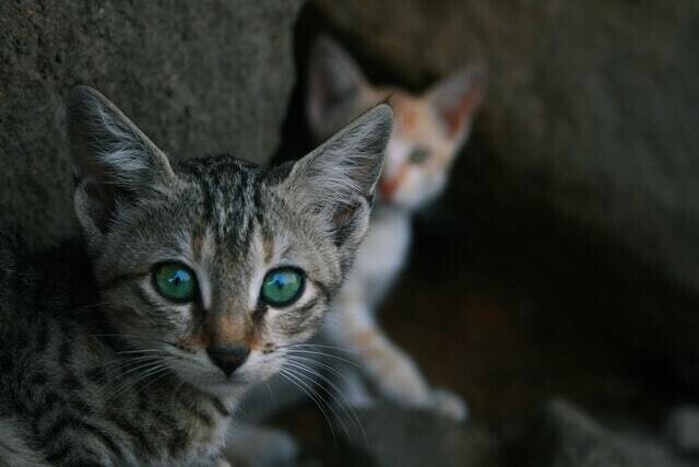 猫に人の鎮痛薬は危険 アセトアミノフェン中毒の怖さとは 獣医師が解説 Vet1013 Note 猫に人の鎮痛薬は危険 アセトアミノフェン中毒の怖さとは 獣医師が解説 Vet1013 Note