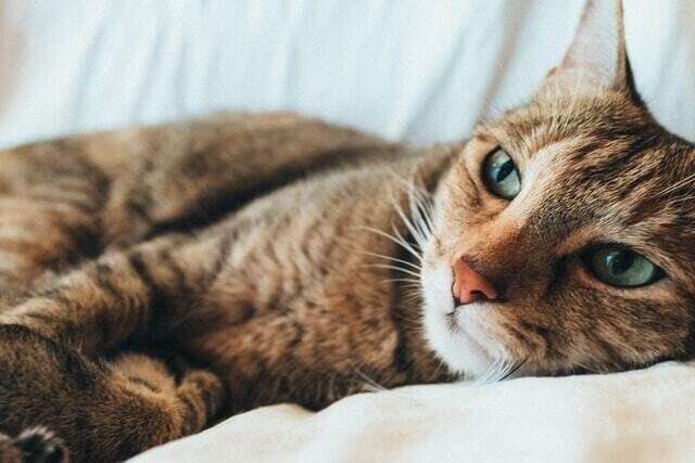 猫に人の鎮痛薬は危険 アセトアミノフェン中毒の怖さとは 獣医師が解説 Vet1013 Note 猫に人の鎮痛薬は危険 アセトアミノフェン中毒の怖さとは 獣医師が解説 Vet1013 Note