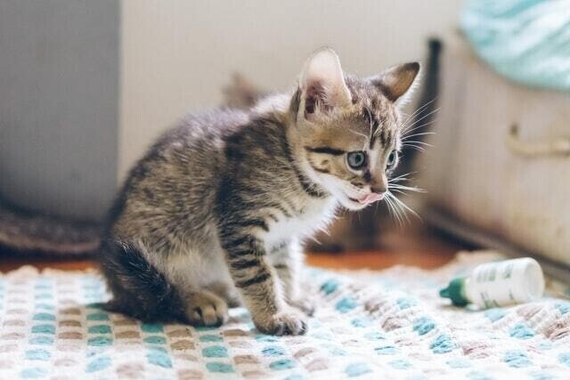 猫に人の鎮痛薬は危険 アセトアミノフェン中毒の怖さとは 獣医師が解説 Vet1013 Note 猫に人の鎮痛薬は危険 アセトアミノフェン中毒の怖さとは 獣医師が解説 Vet1013 Note