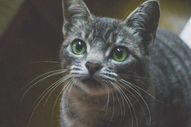 猫に人の鎮痛薬は危険 アセトアミノフェン中毒の怖さとは 獣医師が解説 Vet1013 Note 猫に人の鎮痛薬は危険 アセトアミノフェン中毒の怖さとは 獣医師が解説 Vet1013 Note