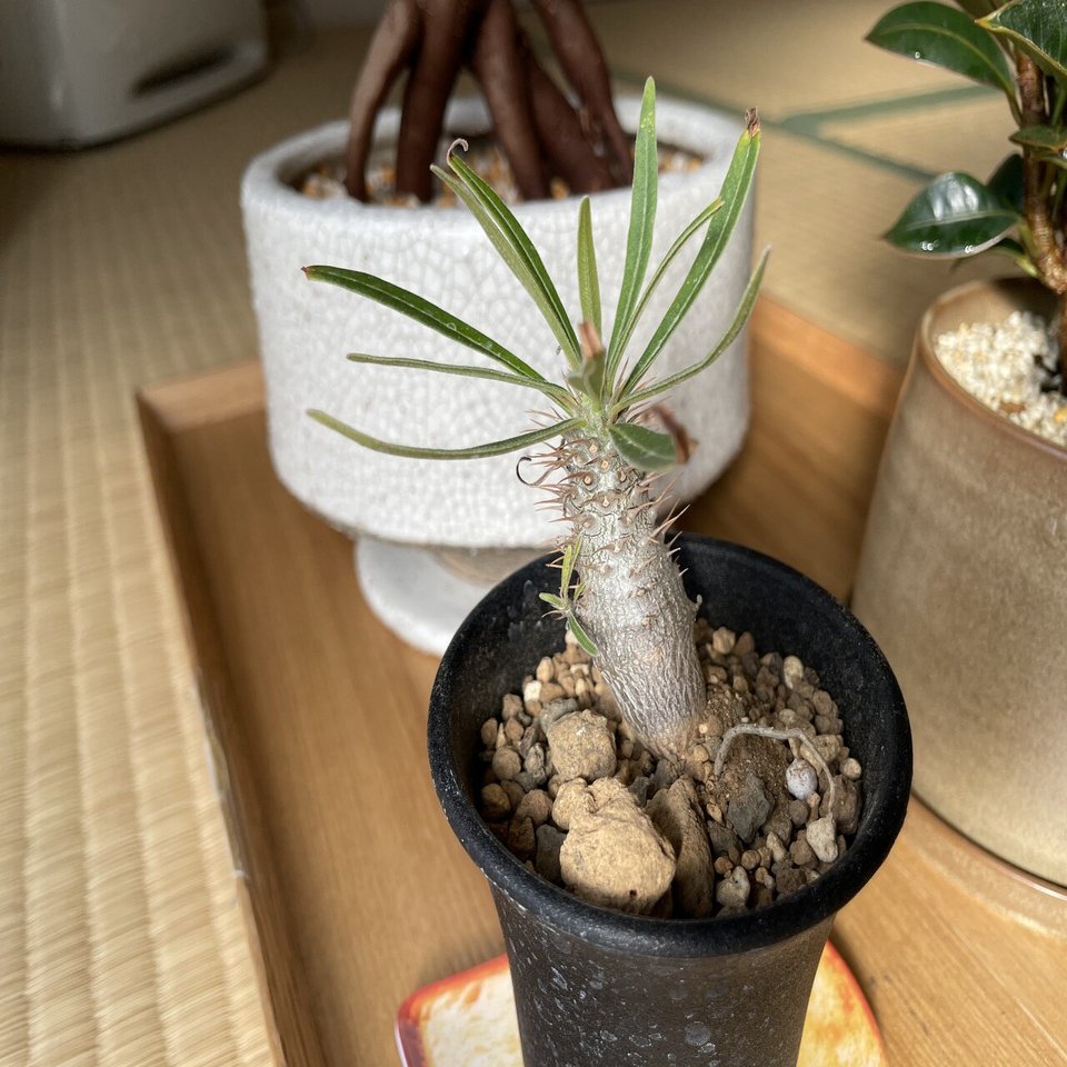 グラキリスの飛び出た根をどうするか問題｜Masato.tski