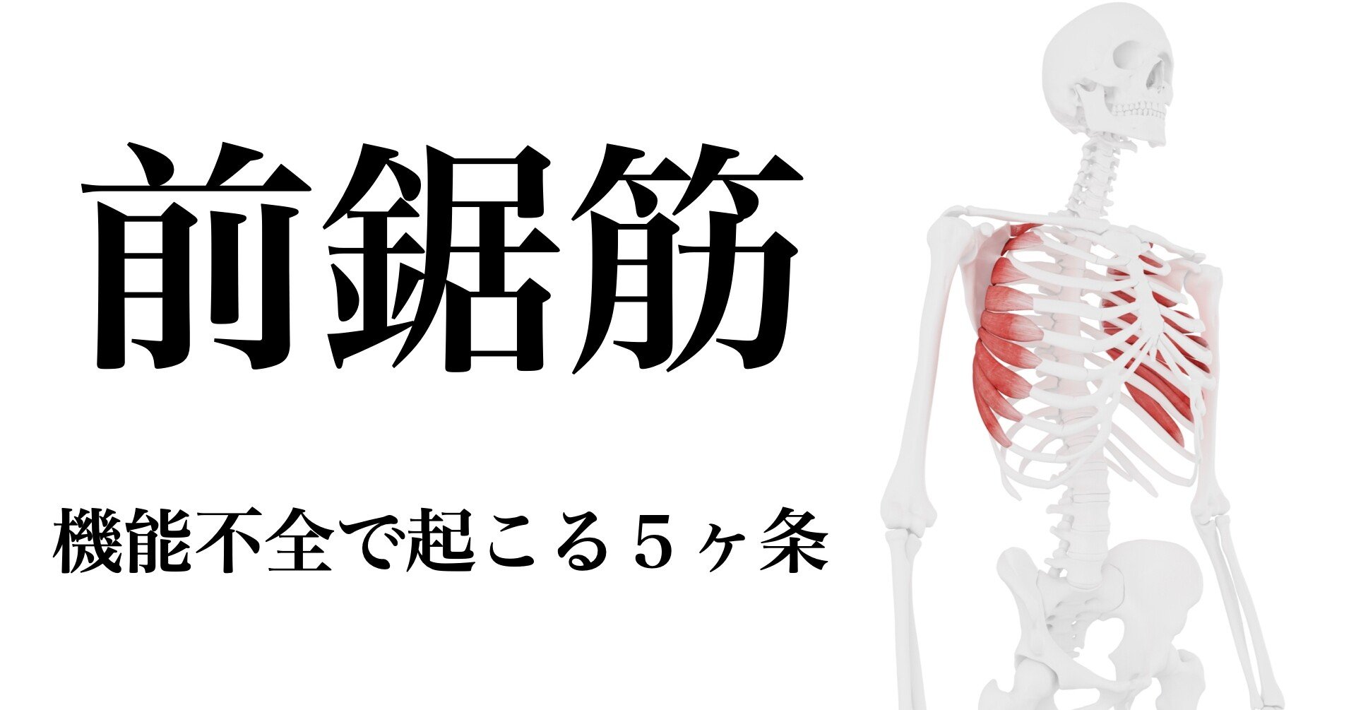 前鋸筋