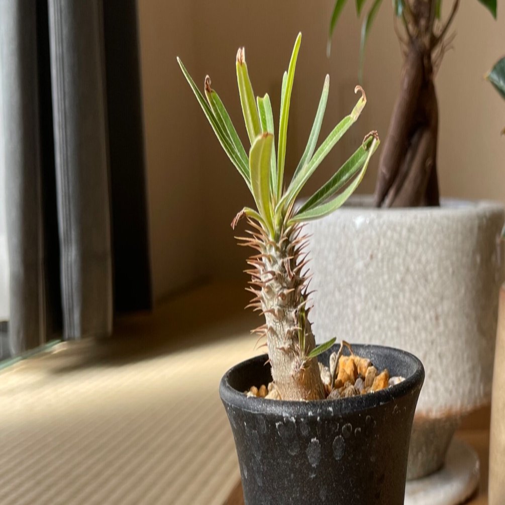 グラキリスの飛び出た根をどうするか問題｜Masato.Uetsuki