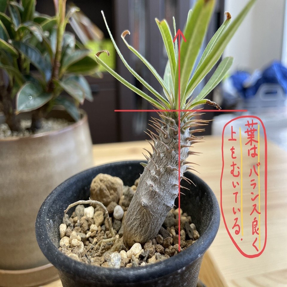 グラキリスの飛び出た根をどうするか問題｜Masato.tski