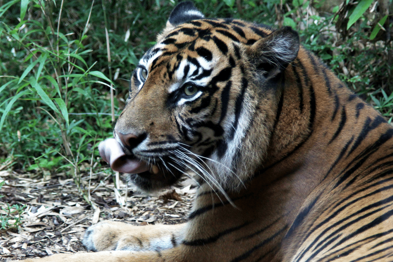 動物園カメラ散歩 年9月 Meron Note