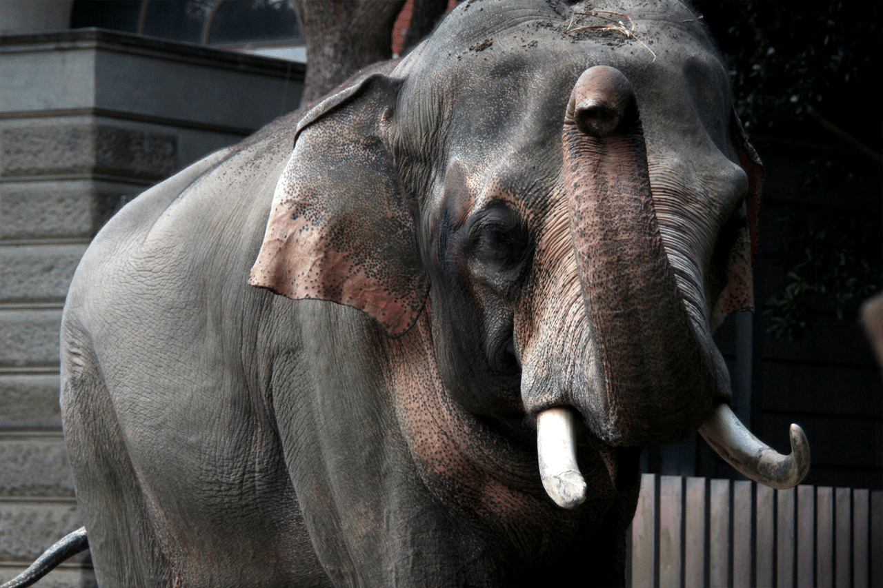 動物園カメラ散歩 年9月 Meron Note