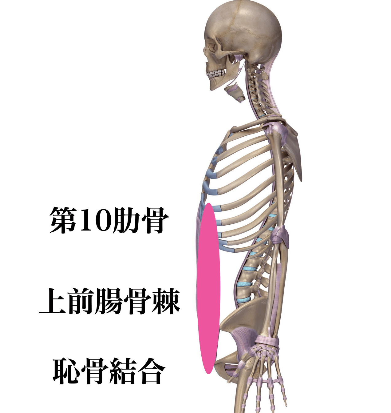 前鋸筋 機能不全で起こる5か条 薬師寺偲 理学療法士 ピラティス Note 前鋸筋 機能不全で起こる5か条 薬師寺偲 理学療法士 ピラティス Note