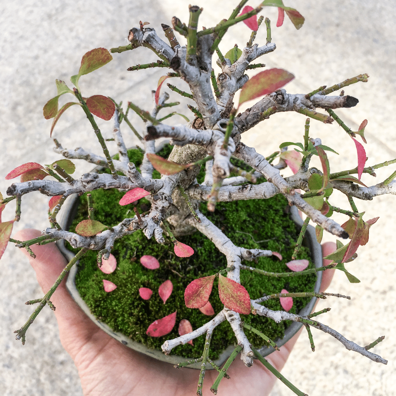木を見て森を見ず Tito Moss Note 木を見て森を見ず Tito Moss Note