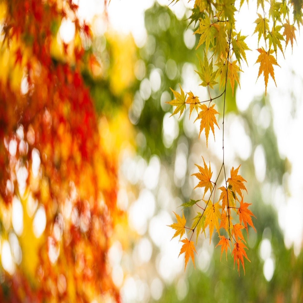 英語の俳句を作って英語の音節とリズムを学びましょう 英語発音アクセントコーチひろみ Note