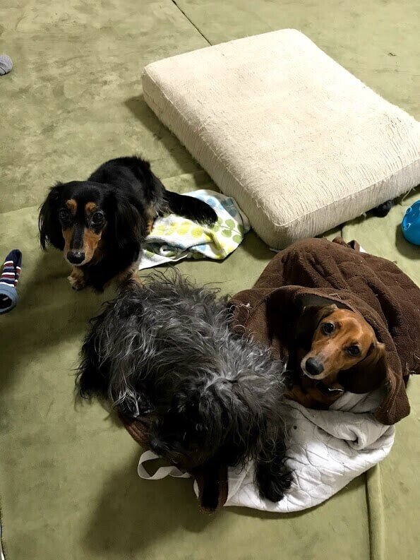 犬と暮らす家で 予想と違ったこと 壁とケージ編 ひまわり Note
