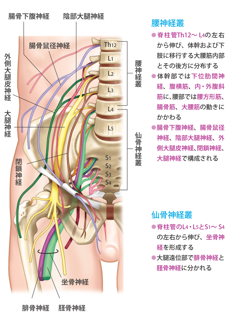 腰部の神経配置 身体の知識箱 Note 腰部の神経配置 身体の知識箱 Note
