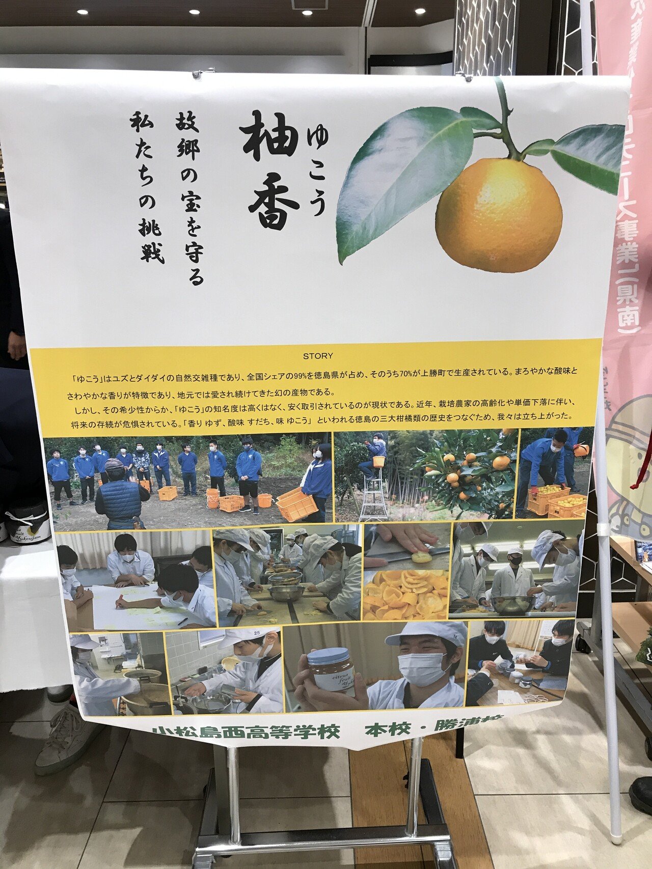 柚子もいいけど、柚香(ゆこう)もいいよ！｜百日草