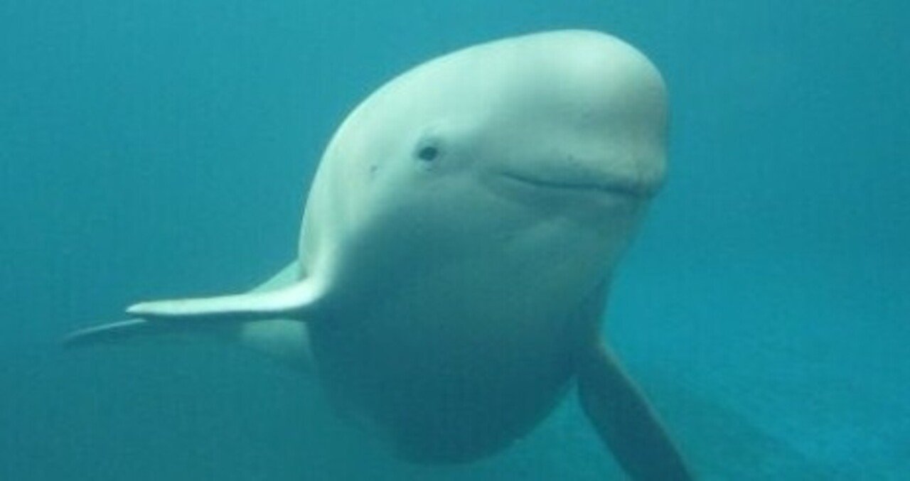 スナメリ 小椋 智貴 Note スナメリ 小椋 智貴 Note