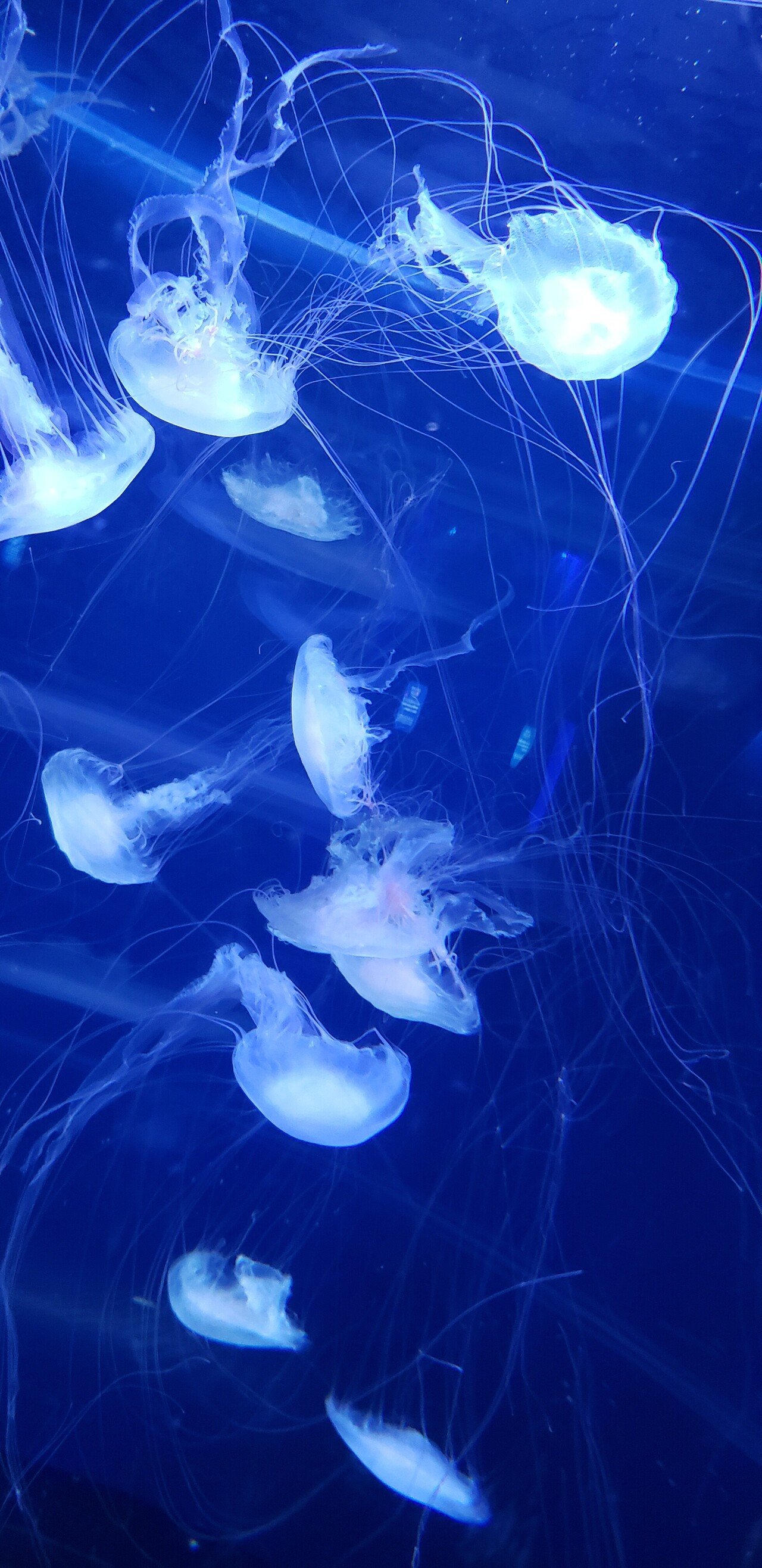僕旅 12 新江ノ島水族館 Jewerium 透きとおるということ 由眞 Note