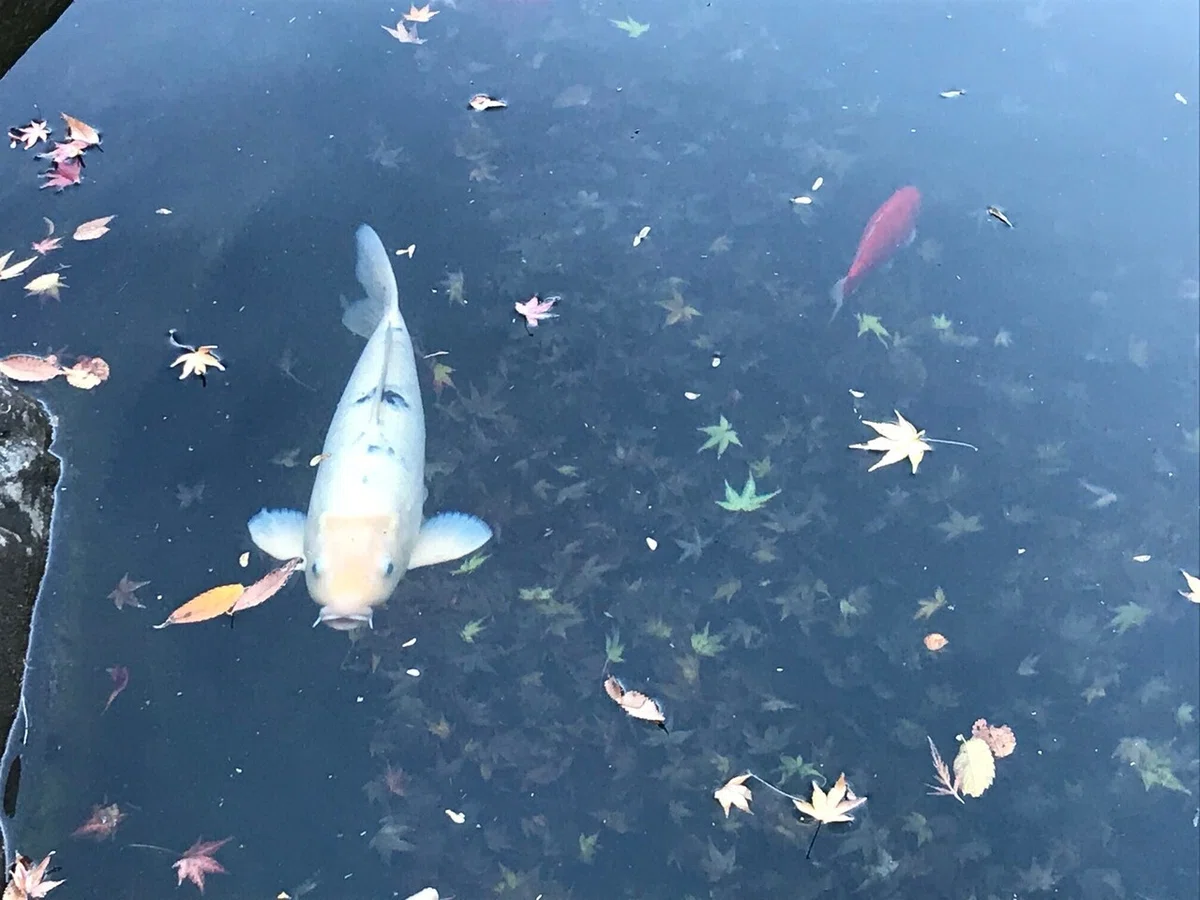 画像27