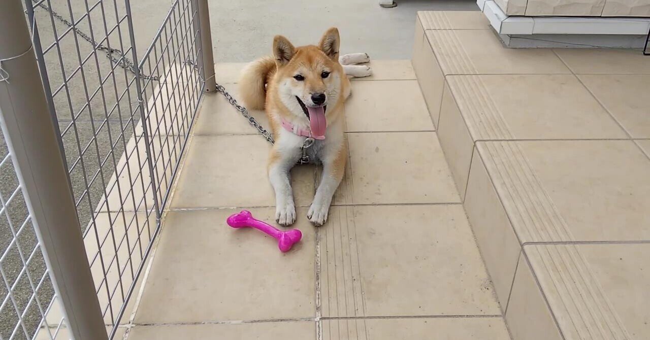 投げたおもちゃを持って帰ってくる犬 犬山翔太 Note 投げたおもちゃを持って帰ってくる犬 犬山翔太 Note