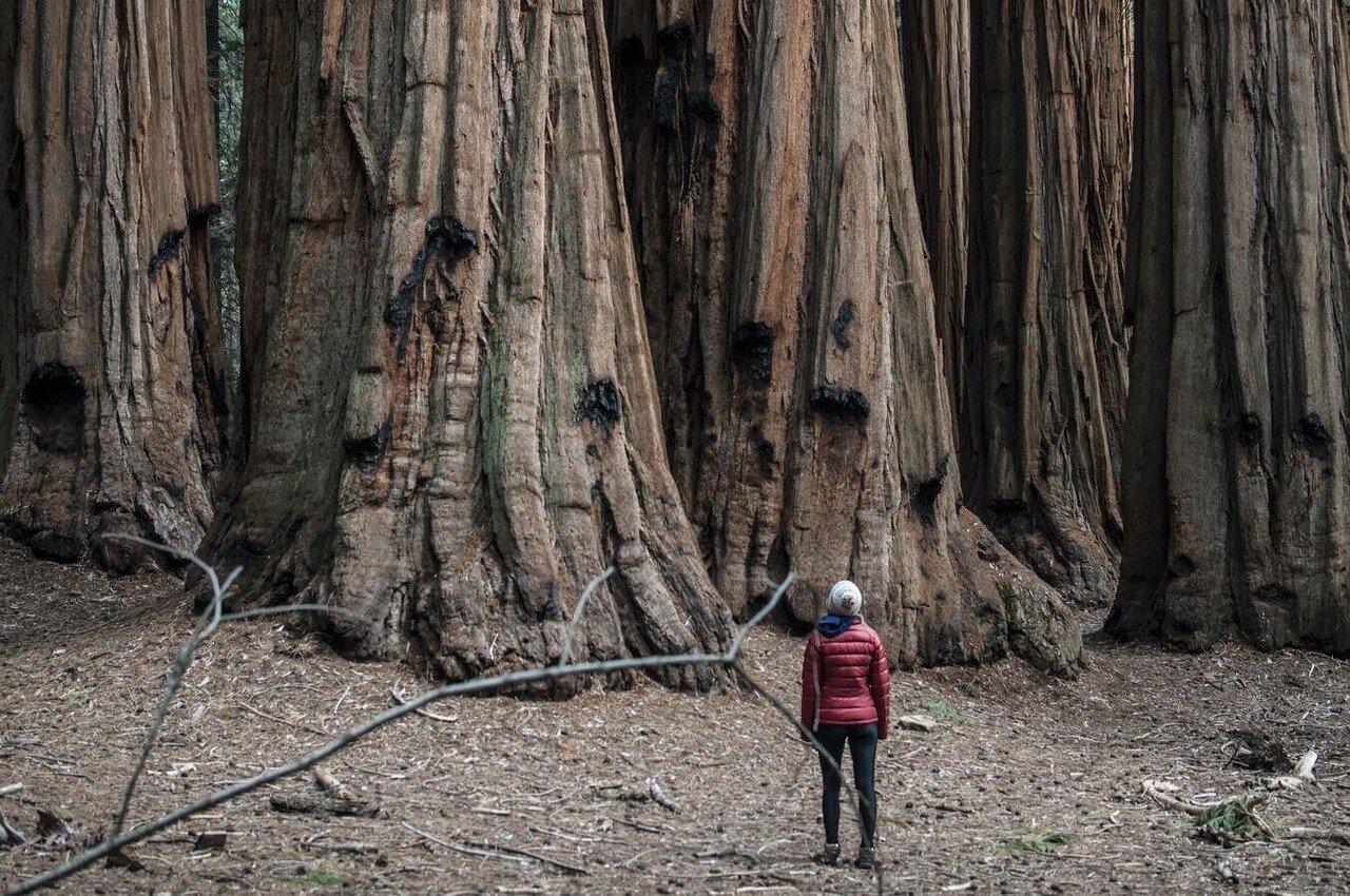 樹齢およそ00年以上 世界最大級の巨木 セコイアをご存じでしょうか 別名 シャーマン将軍の木 樹高は約84メートルにもおよび 太さは31メートルを記録するそうです 数多の災害を乗り越えて Nao 翻訳家志望 映写４年目 Note