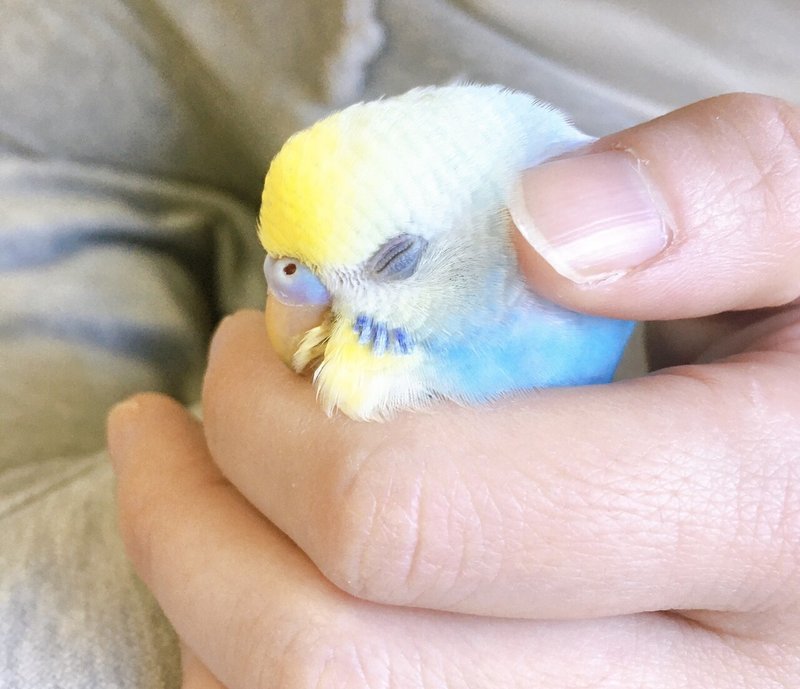 ペットが 懐く ことについて しおみ Note ペットが 懐く ことについて しおみ Note