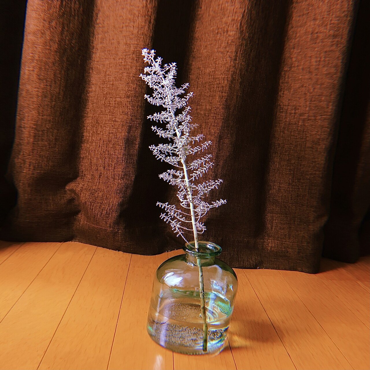 冬の季節にピッタリな植物たち Satsuki Note