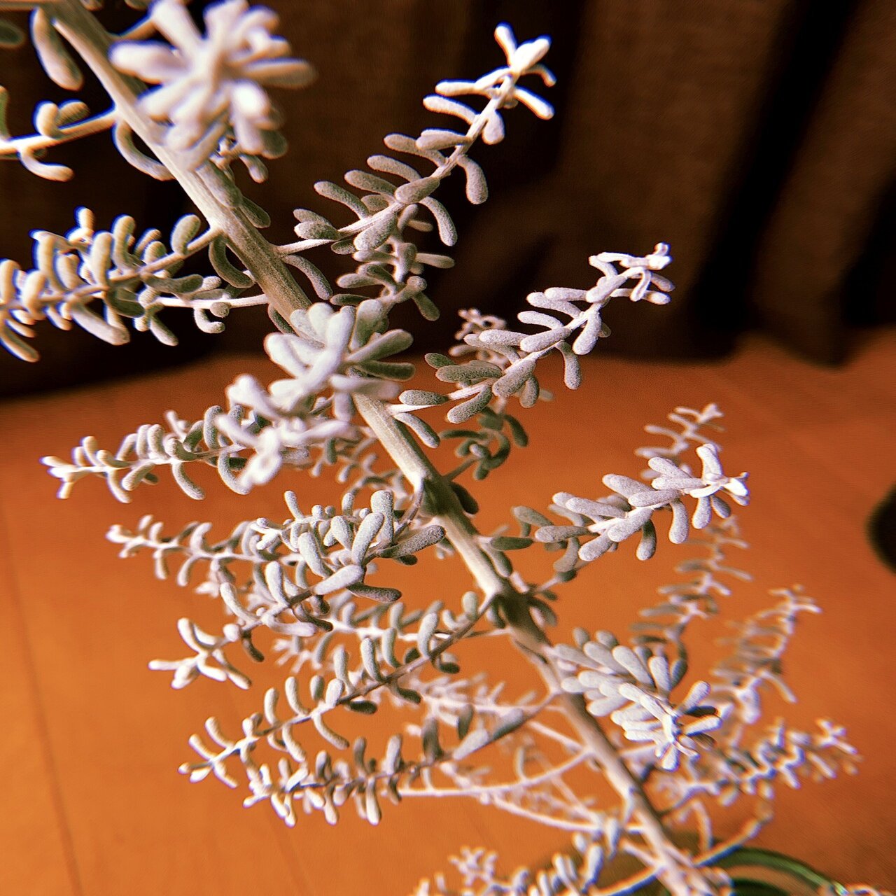 冬の季節にピッタリな植物たち Satsuki Note