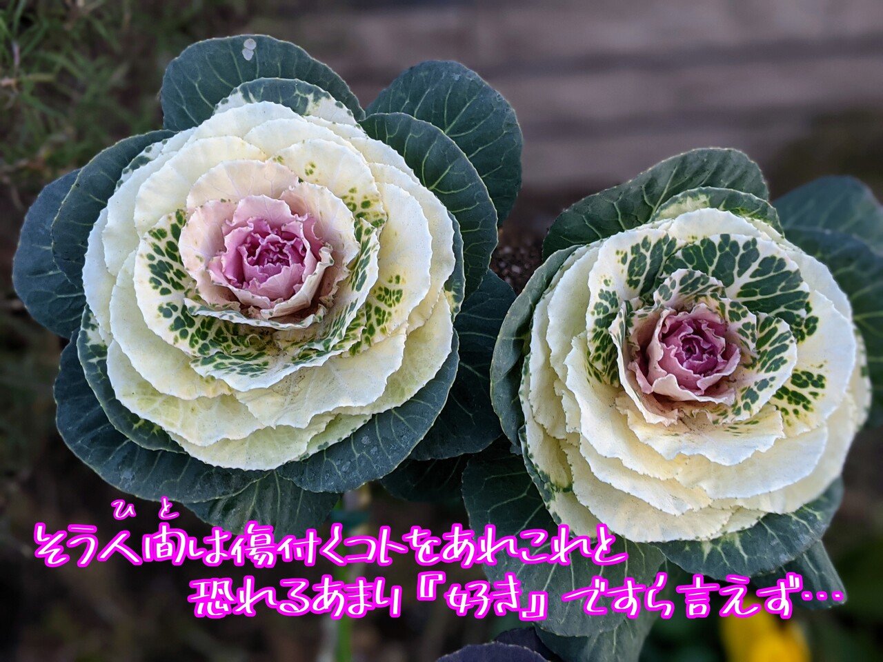 葉牡丹の写真で一首 恐れるあまり 柘榴 Note 葉牡丹の写真で一首 恐れるあまり 柘榴 Note