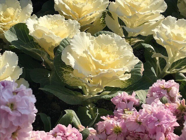 キレイ　花　白　ハーブ園