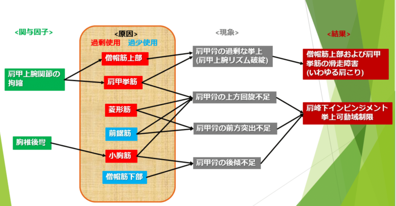 肩関節傷害の評価と修正エクササイズ解剖学的構造の理解と治療戦略