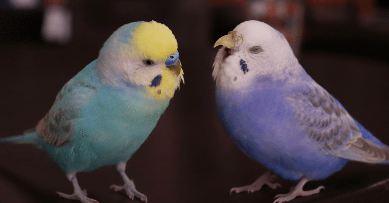 うちのインコがかわいいだけの話 じゃんもん Note