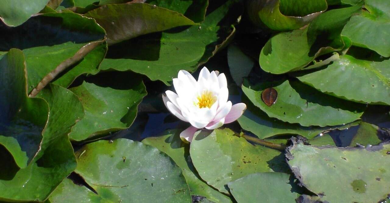 白い蓮のお花 フラワーエッセンス フラワーエッセンス De ますますハッピー Note 白い蓮のお花 フラワーエッセンス フラワーエッセンス De ますますハッピー Note