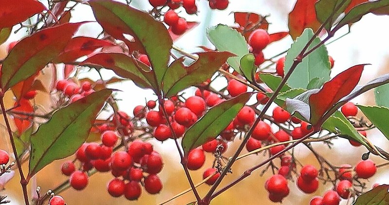 猫舌イタリア人と熱いお茶を飲む日本人