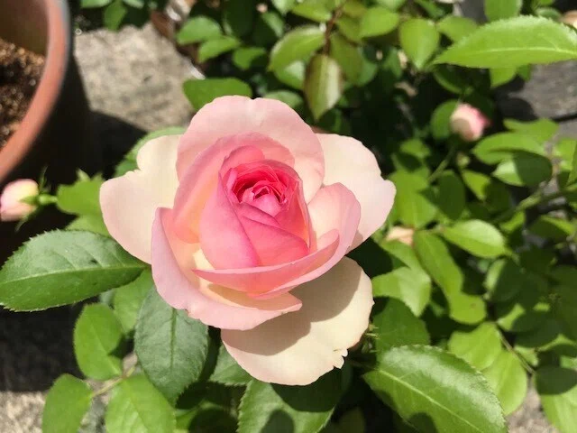 キレイ バラ 薔薇 あ