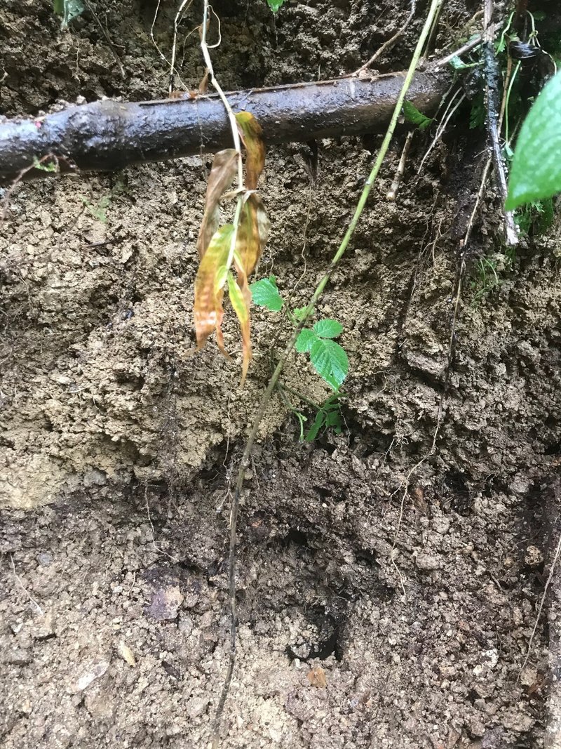 むかご は自然薯 山芋 の脇芽 Baikatei Note むかご は自然薯 山芋 の脇芽 Baikatei Note