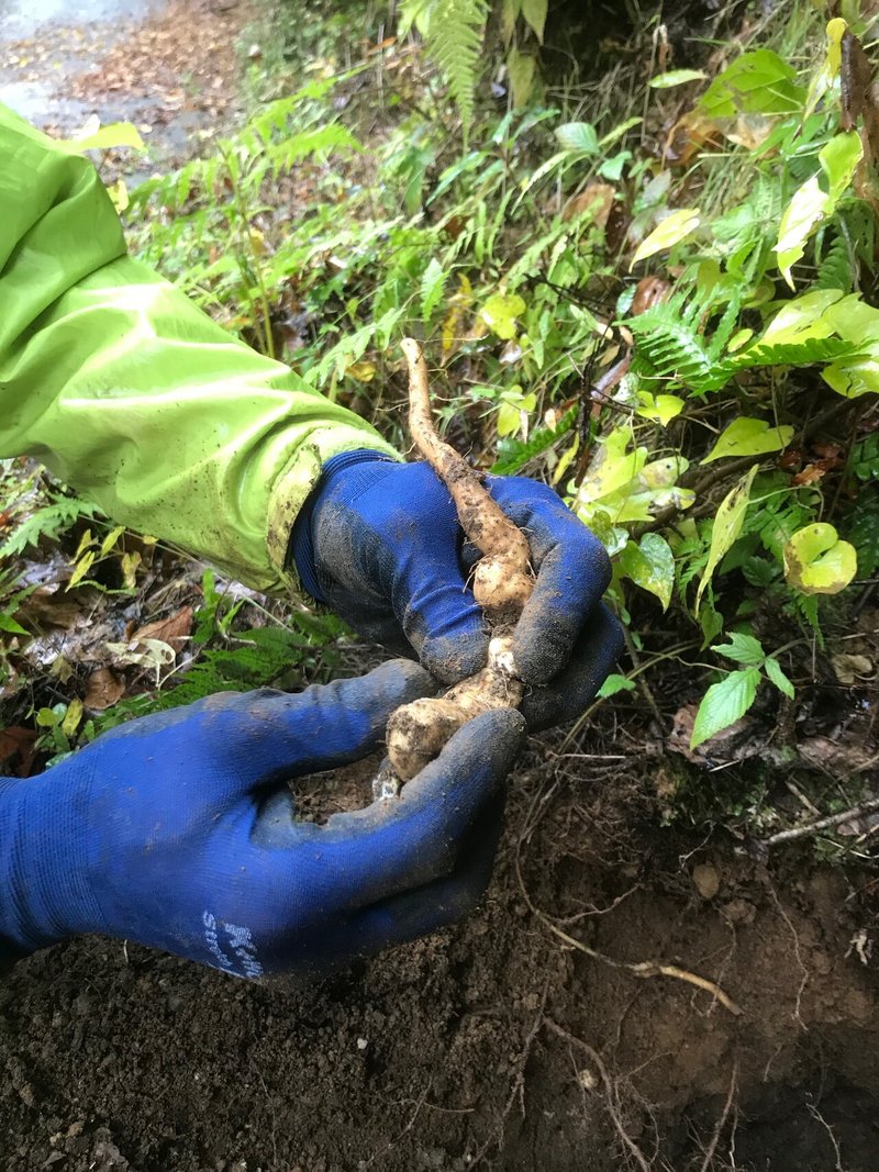 むかご は自然薯 山芋 の脇芽 Baikatei Note